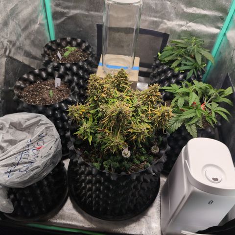 Quinn- Quarter Pounder w/Cheese (84d) 22-28%Sativa 163g wet/36g dry growlog photo: Margot is staying for a minute...