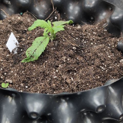 Zelda- Purple Panama Red 17-21%S, (94 days),  287w/60d growlog photo: I gave her 2 scoops and a half-cup of nute water.