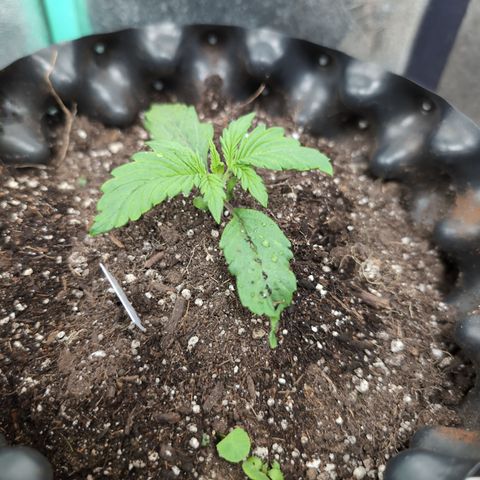 Zelda- Purple Panama Red 17-21%S, (94 days),  287w/60d growlog photo: Well shit! She's a happy girl!!