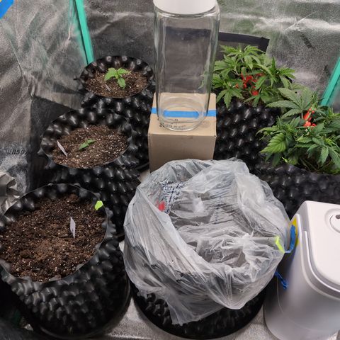 Quinn- Quarter Pounder w/Cheese (84d) 22-28%Sativa 163g wet/36g dry growlog timeline photo