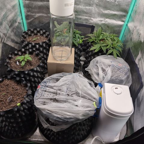 Quinn- Quarter Pounder w/Cheese (84d) 22-28%Sativa 163g wet/36g dry growlog timeline photo
