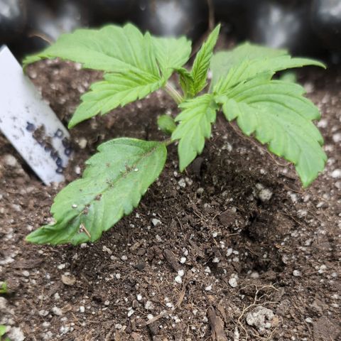 Zelda- Purple Panama Red 17-21%S, (94 days),  287w/60d growlog timeline photo