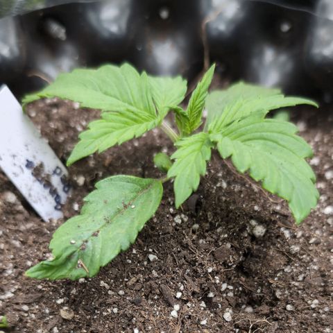 Zelda- Purple Panama Red 17-21%S, (94 days),  287w/60d growlog timeline photo