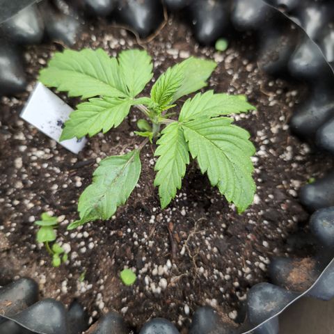 Zelda- Purple Panama Red 17-21%S, (94 days),  287w/60d growlog photo: ❤️