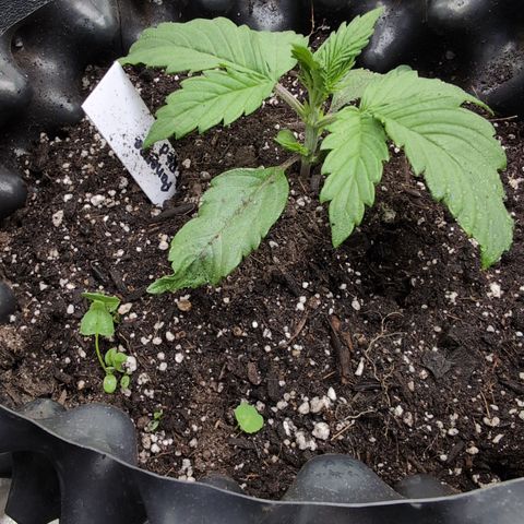 Zelda- Purple Panama Red 17-21%S, (94 days),  287w/60d growlog photo: ❤️