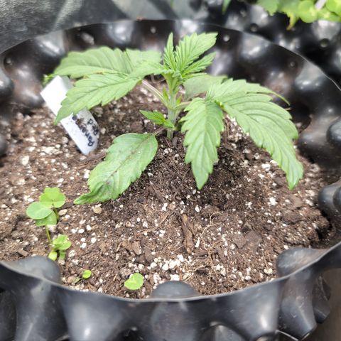 Zelda- Purple Panama Red 17-21%S, (94 days),  287w/60d growlog timeline photo