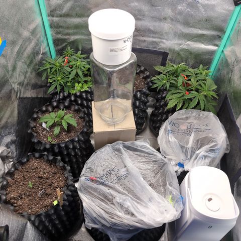 Quinn- Quarter Pounder w/Cheese (84d) 22-28%Sativa 163g wet/36g dry growlog timeline photo