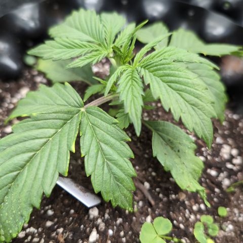Zelda- Purple Panama Red 17-21%S, (94 days),  287w/60d growlog photo: She's happy!!
