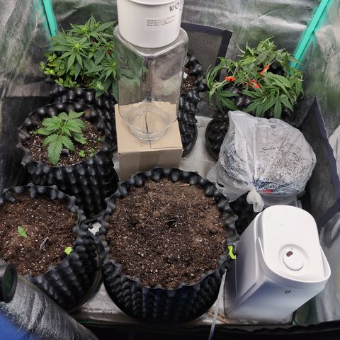 Quinn- Quarter Pounder w/Cheese (84d) 22-28%Sativa 163g wet/36g dry growlog timeline photo