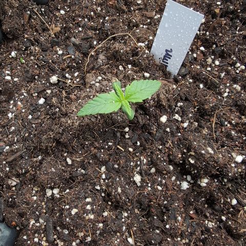 Quinn- Quarter Pounder w/Cheese (84d) 22-28%Sativa 163g wet/36g dry growlog photo: She's looking happy!