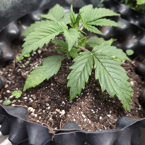 Zelda- Purple Panama Red 17-21%S, (94 days),  287w/60d growlog photo: She's perf!