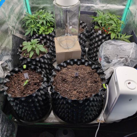 Quinn- Quarter Pounder w/Cheese (84d) 22-28%Sativa 163g wet/36g dry growlog timeline photo