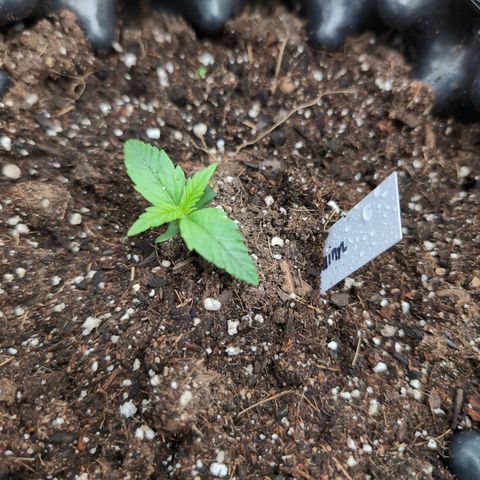Quinn- Quarter Pounder w/Cheese (84d) 22-28%Sativa 163g wet/36g dry growlog photo: She bright to greet the day!