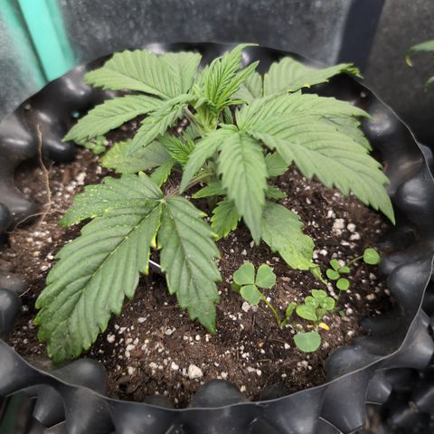 Zelda- Purple Panama Red 17-21%S, (94 days),  287w/60d growlog photo: I'll top her after one more tier.