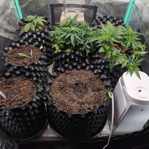 Quinn- Quarter Pounder w/Cheese (84d) 22-28%Sativa 163g wet/36g dry growlog timeline photo