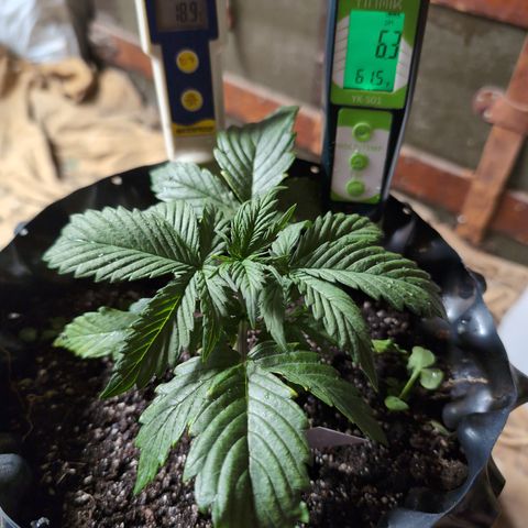 Zelda- Purple Panama Red 17-21%S, (94 days),  287w/60d growlog photo: Pretty good!!