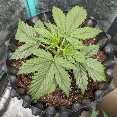 Zelda- Purple Panama Red 17-21%S, (94 days),  287w/60d growlog photo: She got topped today! Gorgy!!
