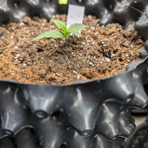 Quinn- Quarter Pounder w/Cheese (84d) 22-28%Sativa 163g wet/36g dry growlog photo: She's catching up!