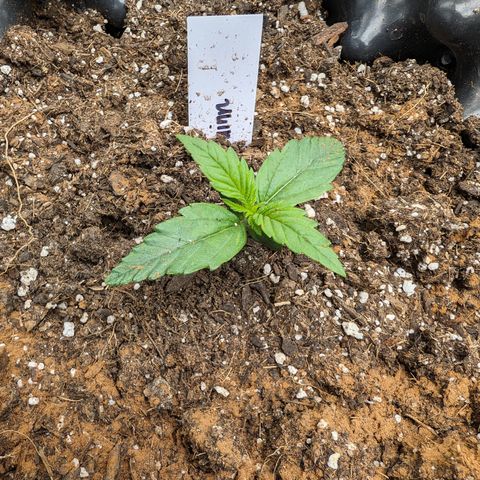 Quinn- Quarter Pounder w/Cheese (84d) 22-28%Sativa 163g wet/36g dry growlog photo: She's catching up!