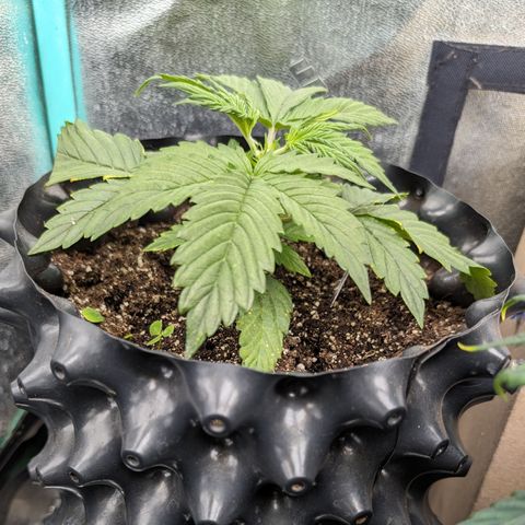 Zelda- Purple Panama Red 17-21%S, (94 days),  287w/60d growlog photo: She got topped today! Gorgy!!