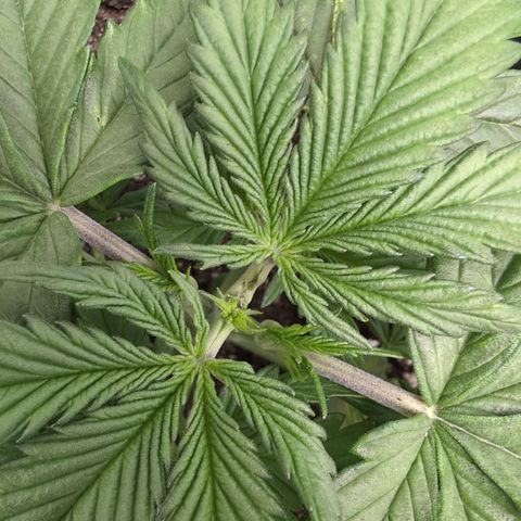 Zelda- Purple Panama Red 17-21%S, (94 days),  287w/60d growlog timeline photo