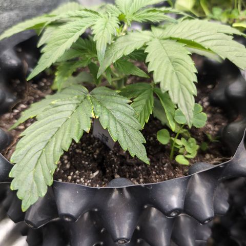 Zelda- Purple Panama Red 17-21%S, (94 days),  287w/60d growlog timeline photo