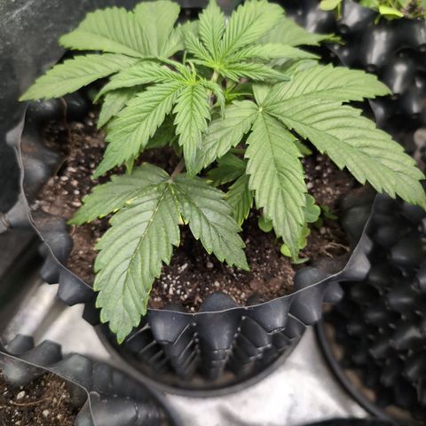 Zelda- Purple Panama Red 17-21%S, (94 days),  287w/60d growlog timeline photo