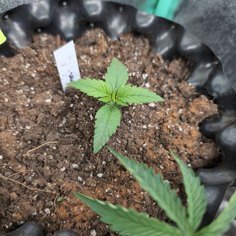 Quinn- Quarter Pounder w/Cheese (84d) 22-28%Sativa 163g wet/36g dry growlog timeline photo