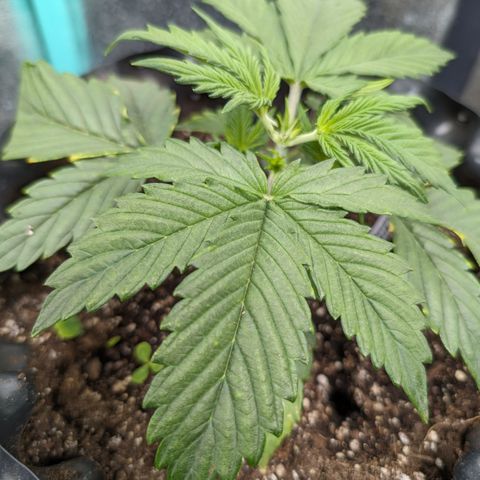 Zelda- Purple Panama Red 17-21%S, (94 days),  287w/60d growlog photo: She got topped today! Gorgy!!