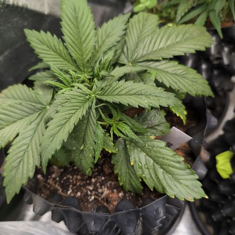 Zelda- Purple Panama Red 17-21%S, (94 days),  287w/60d growlog timeline photo