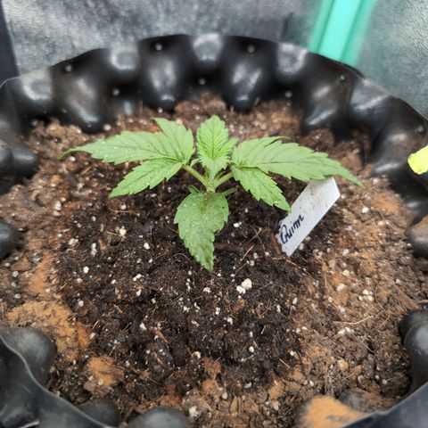 Quinn- Quarter Pounder w/Cheese (84d) 22-28%Sativa 163g wet/36g dry growlog timeline photo