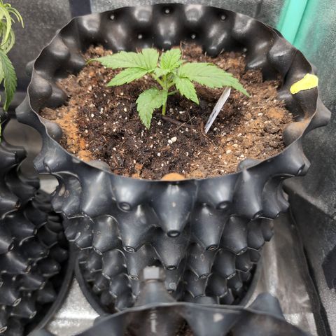 Quinn- Quarter Pounder w/Cheese (84d) 22-28%Sativa 163g wet/36g dry growlog timeline photo