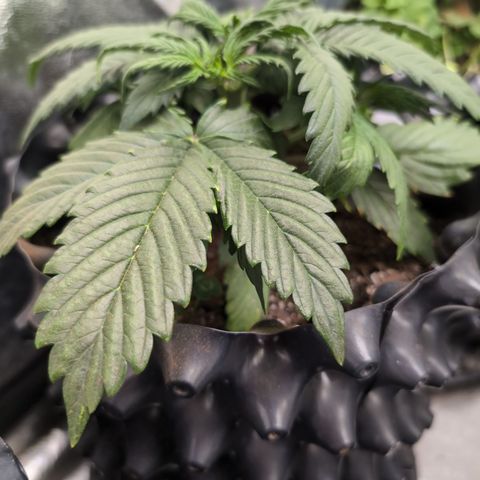 Zelda- Purple Panama Red 17-21%S, (94 days),  287w/60d growlog photo: She thicc!