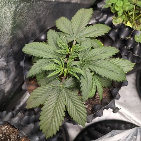 Zelda- Purple Panama Red 17-21%S, (94 days),  287w/60d growlog photo: She thicc!