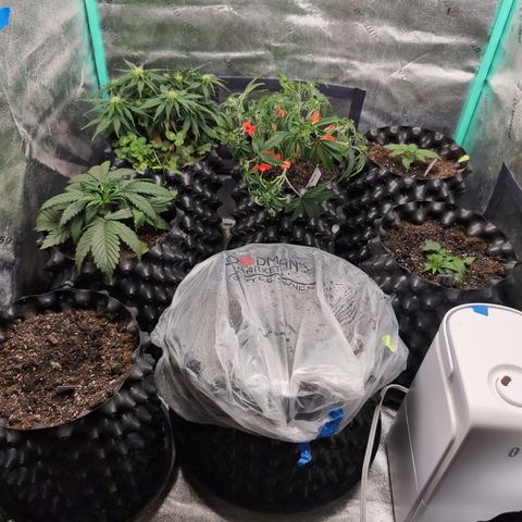Chrissy -Bruce Banner (78d) 27-33% 60/40S, 215gw/41g dry growlog timeline photo