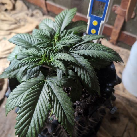 Zelda- Purple Panama Red 17-21%S, (94 days),  287w/60d growlog photo: Massive leaves! 
