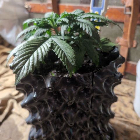 Zelda- Purple Panama Red 17-21%S, (94 days),  287w/60d growlog timeline photo