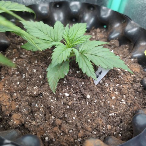 Quinn- Quarter Pounder w/Cheese (84d) 22-28%Sativa 163g wet/36g dry growlog timeline photo