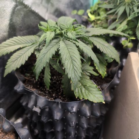 Zelda- Purple Panama Red 17-21%S, (94 days),  287w/60d growlog timeline photo