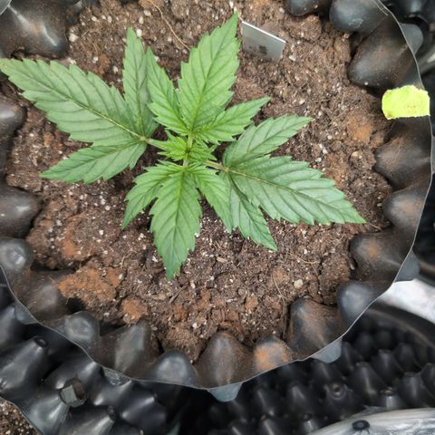 Quinn- Quarter Pounder w/Cheese (84d) 22-28%Sativa 163g wet/36g dry growlog timeline photo