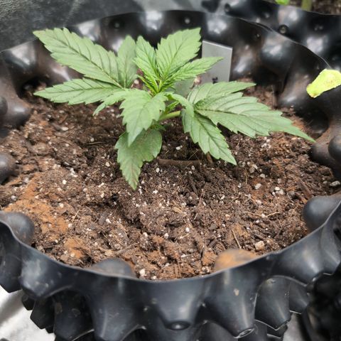 Quinn- Quarter Pounder w/Cheese (84d) 22-28%Sativa 163g wet/36g dry growlog timeline photo