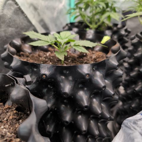 Quinn- Quarter Pounder w/Cheese (84d) 22-28%Sativa 163g wet/36g dry growlog timeline photo