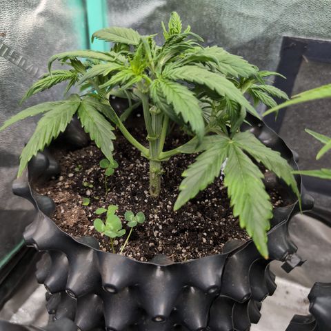 Zelda- Purple Panama Red 17-21%S, (94 days),  287w/60d growlog photo: I decided to defoliate the shit out of her. Look at that stalk!