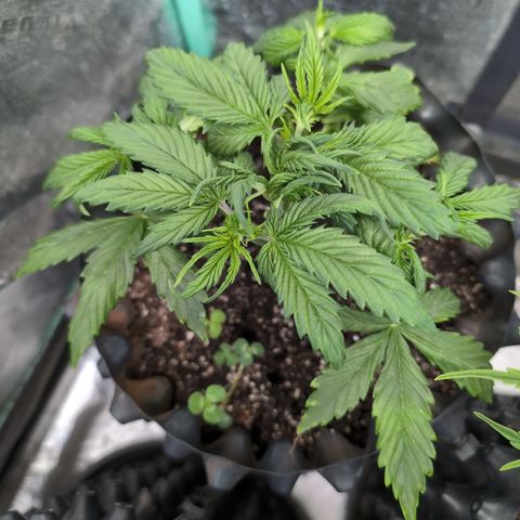 Zelda- Purple Panama Red 17-21%S, (94 days),  287w/60d growlog photo: I decided to defoliate the shit out of her. Look at that stalk!