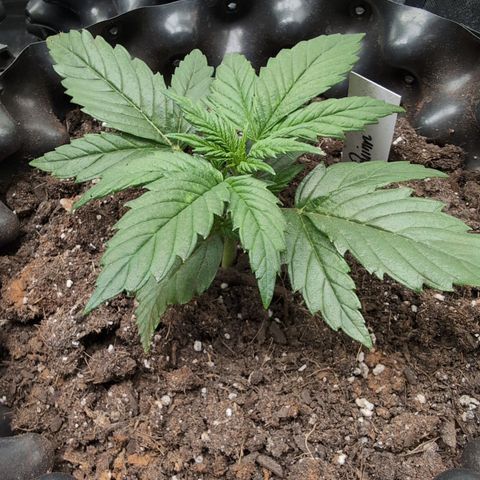 Quinn- Quarter Pounder w/Cheese (84d) 22-28%Sativa 163g wet/36g dry growlog photo: Gorg!