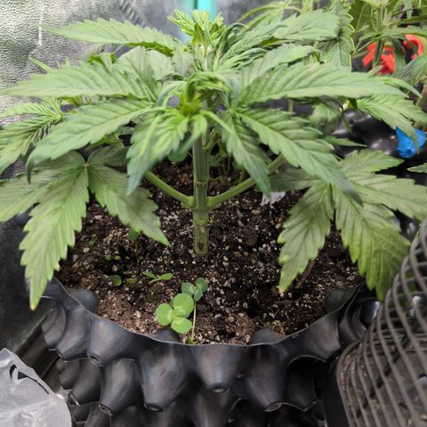 Zelda- Purple Panama Red 17-21%S, (94 days),  287w/60d growlog photo: ❤️