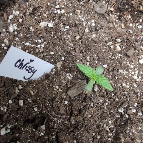 Chrissy -Bruce Banner (78d) 27-33% 60/40S, 215gw/41g dry growlog timeline photo