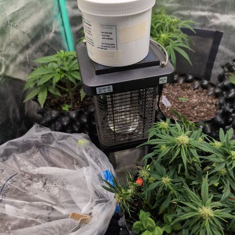 Chrissy -Bruce Banner (78d) 27-33% 60/40S, 215gw/41g dry growlog photo: Too many gnats. 
I put the CO2 on top because she's plugged in.