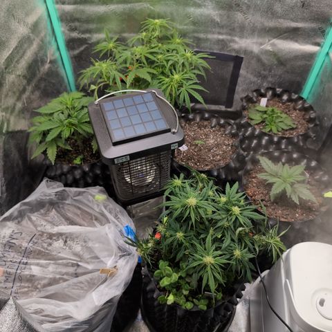 Chrissy -Bruce Banner (78d) 27-33% 60/40S, 215gw/41g dry growlog photo: Too many gnats. 
I put the CO2 on top because she's plugged in.