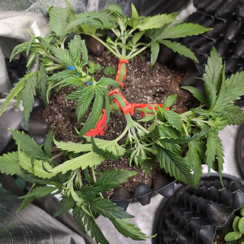 Zelda- Purple Panama Red 17-21%S, (94 days),  287w/60d growlog photo: She needed bending. First clip, broke her arm. She's so beefy!! Her stem is massive.